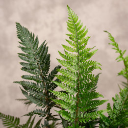 Paproć Athyrium | Tomaszewski