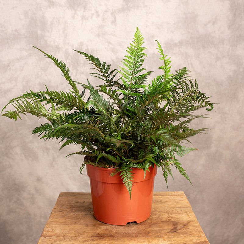 Paproć Athyrium