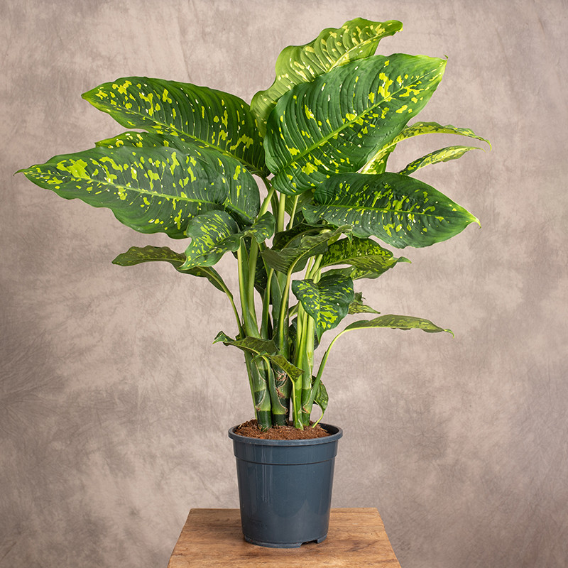 Difenbachia 'Spotty' | Duża