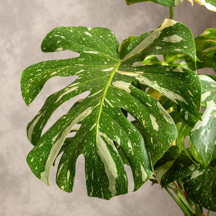 Monstera 'Thai Constellation' | Tomaszewski