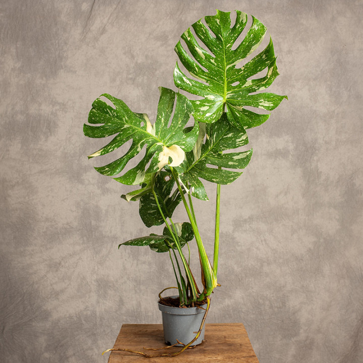 Monstera 'Thai Constellation' | Tomaszewski
