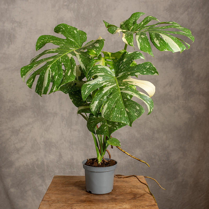 Monstera 'Thai Constellation'