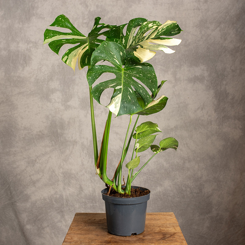 Monstera 'Thai...