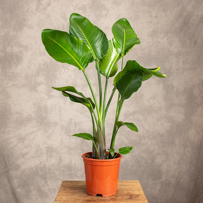 Strelicja biała | Duża