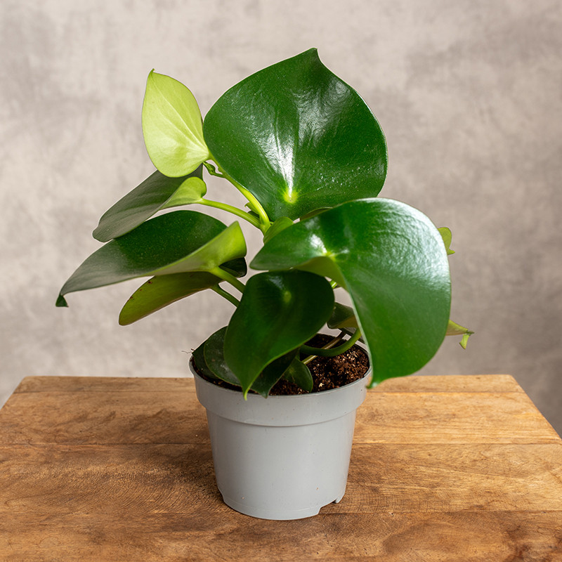 Peperomia 'Raindrop' | Mała