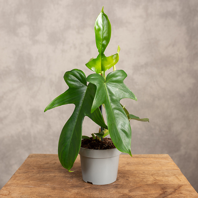 Filodendron 'Florida' | Mały