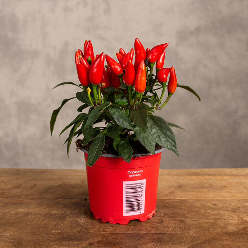 Papryka ozdobna 'Salsa Red'