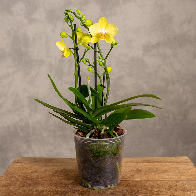 Storczyk Multiflora | Żółty