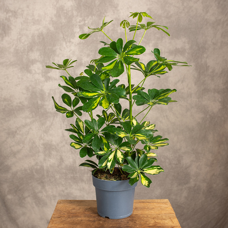 Szeflera 'Gold Capella'