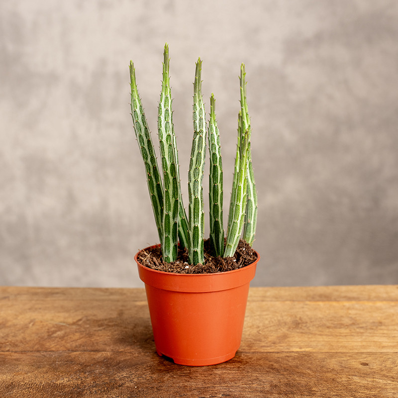 Senecio stapeliiformis...