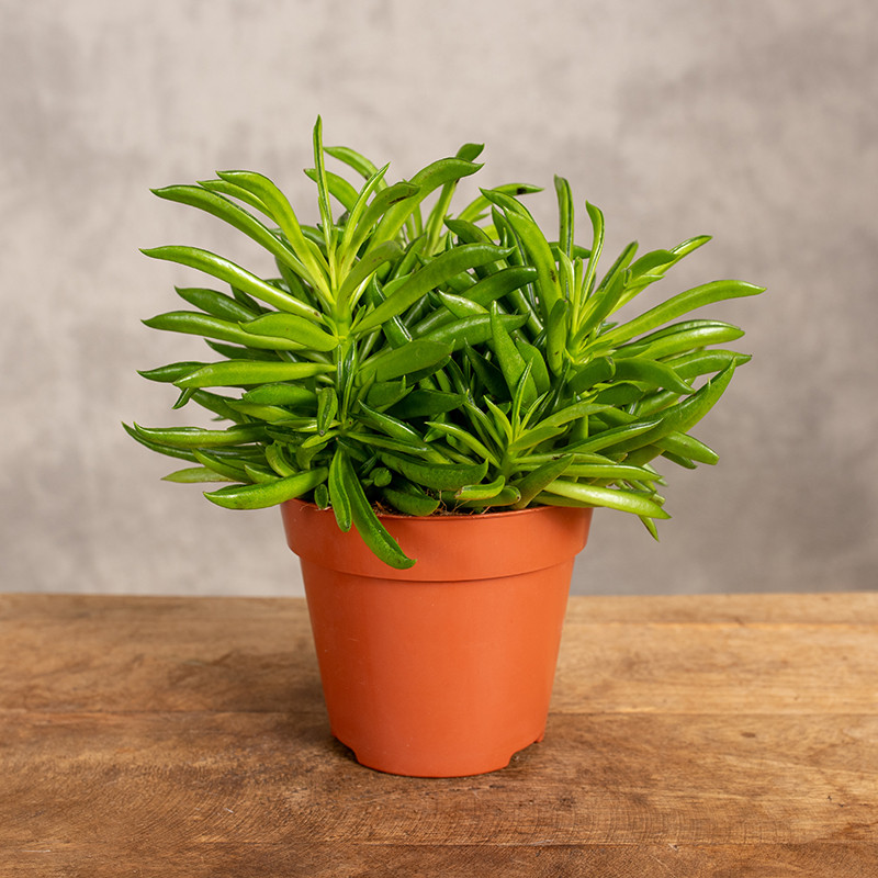 Peperomia 'Happy Bean' | Mała