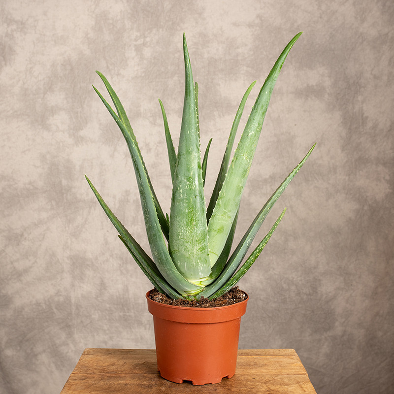 Aloes leczniczy | Duży