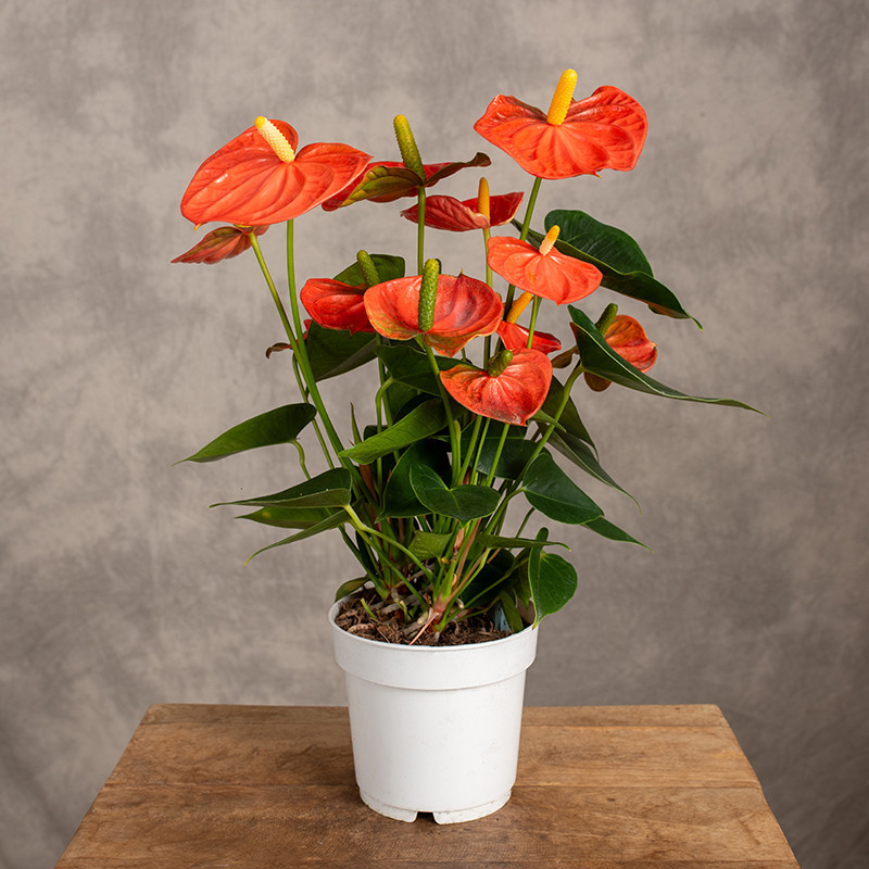 Anturium 'Orange Champion'