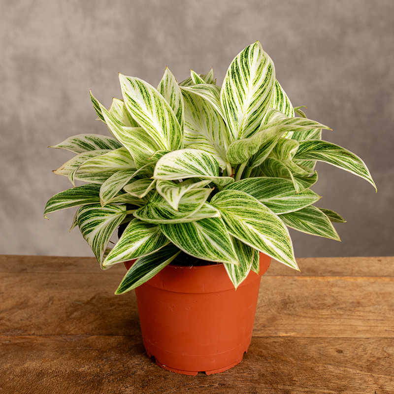 Filodendron 'Ivory Vein' |...