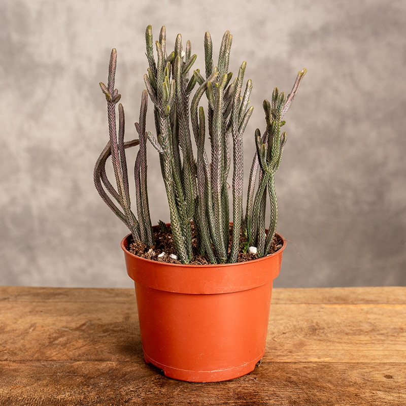 Grubosz 'Rhapsody in Pink'