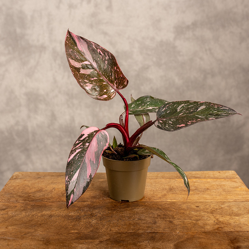 Filodendron 'Pink Princess...