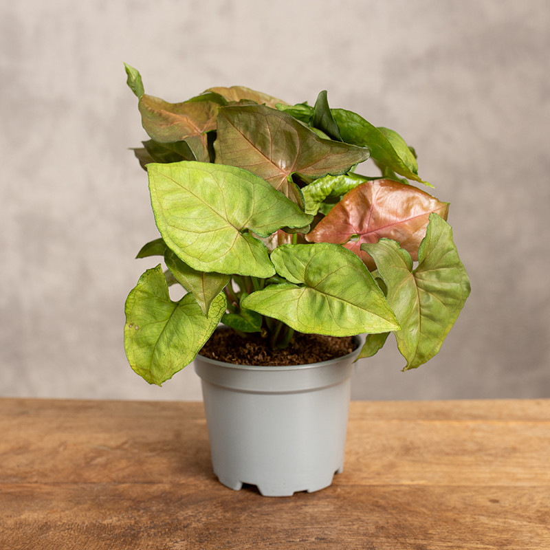 Syngonium 'Maria' | Małe