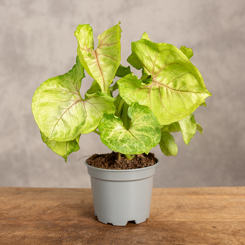 Syngonium 'Golden Allusion'...