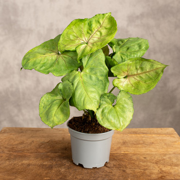 Syngonium 'White Butterfly' | Małe