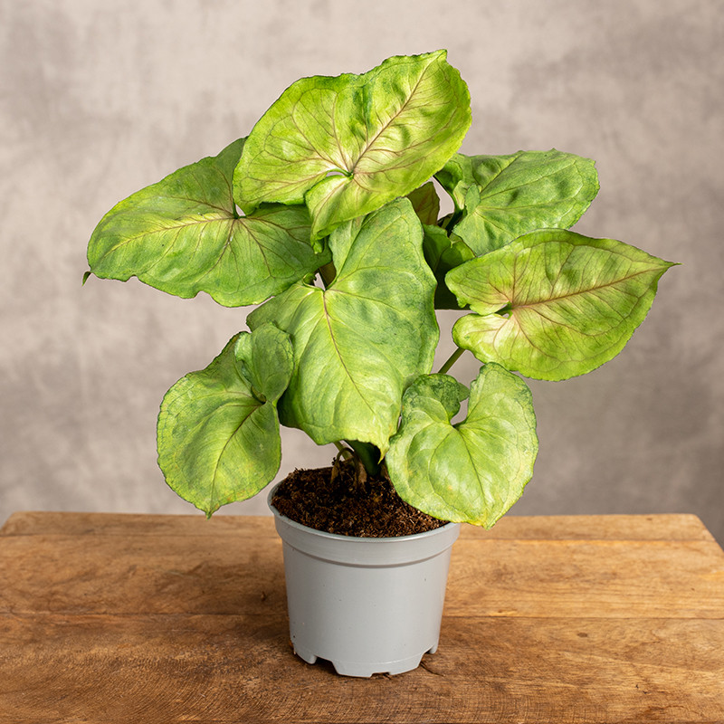 Syngonium 'White Butterfly'...
