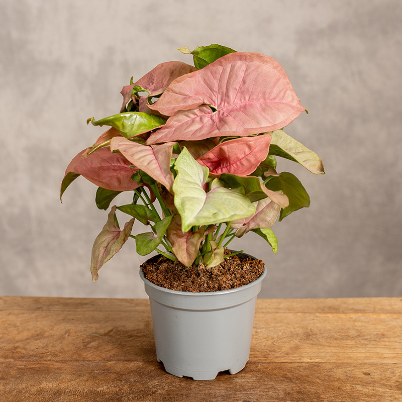 Syngonium 'Red Heart' | Małe