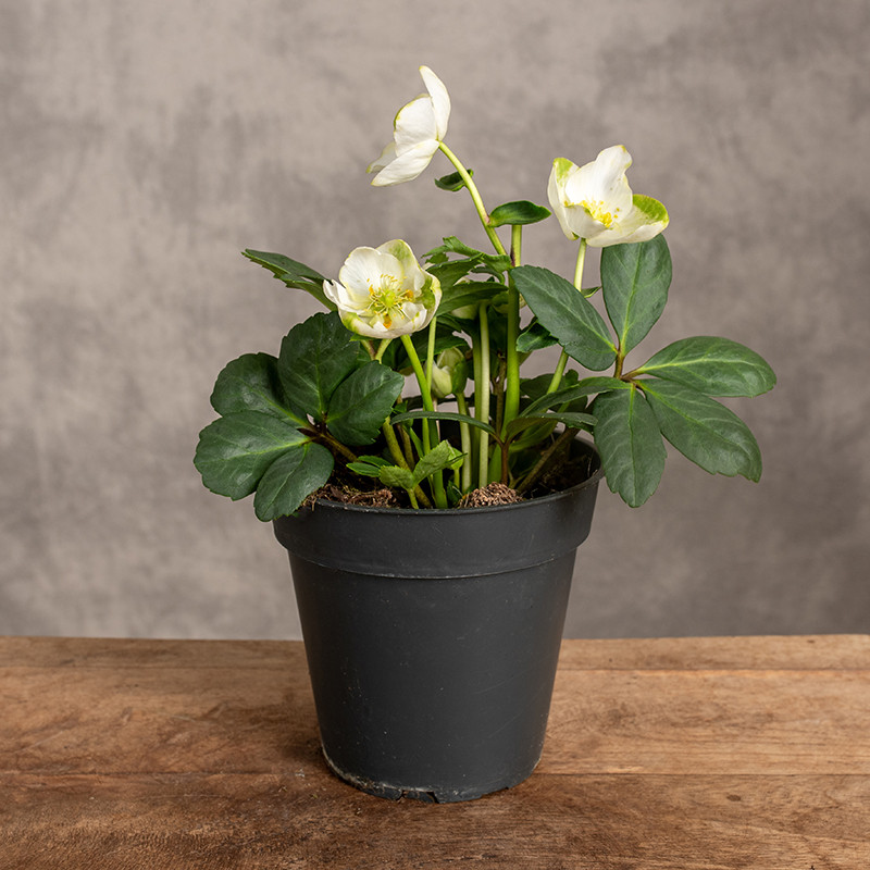 Ciemiernik | Helleborus
