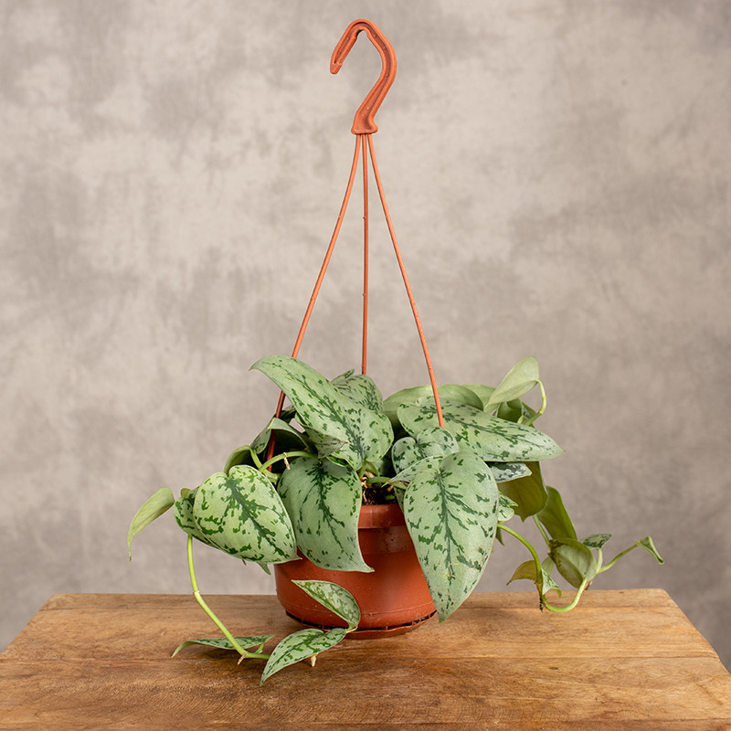 Epipremnum 'Silver Lady' |...