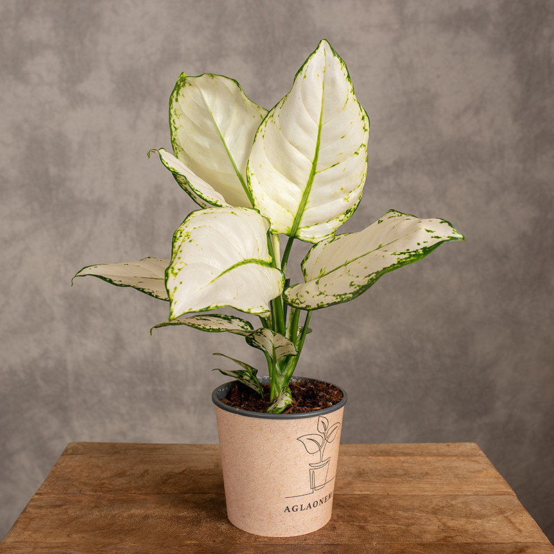 Aglonema 'White Valentine'