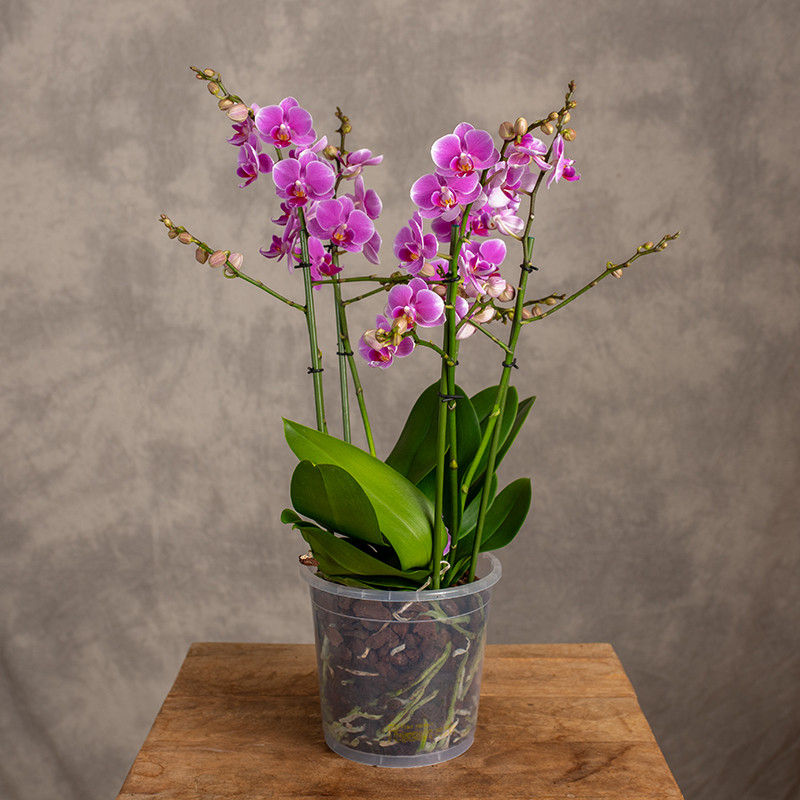 Storczyk Multiflora różowy...