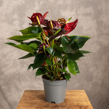 Anturium 'Floriclone Tranquillo'