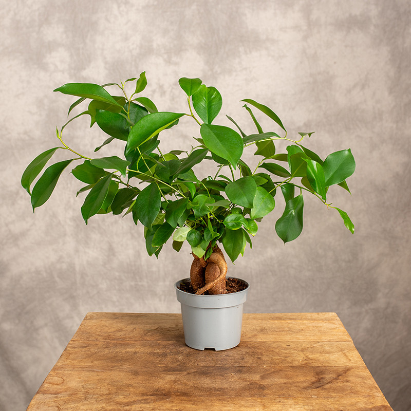 Bonsai Ficus Ginseng | Mały