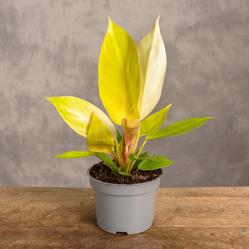Filodendron 'Red Sun' | Mini
