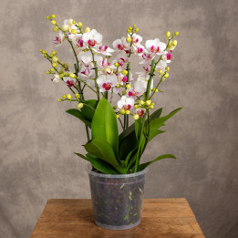Storczyk Multiflora Dwukolorowy | Tomaszewski