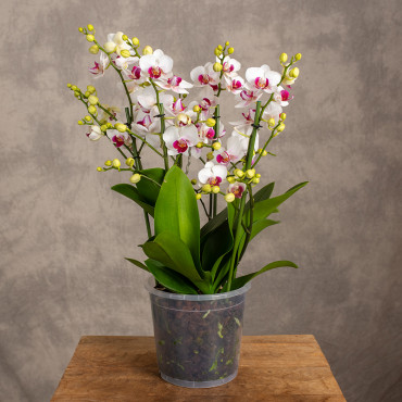 Storczyk Multiflora| Dwukolorowy