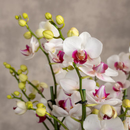 Storczyk Multiflora Dwukolorowy | Tomaszewski