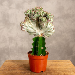 Kaktus Euphorbia szczepiona - wilczomlecz