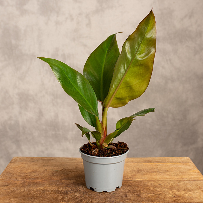 Filodendron 'Imperial Red'...