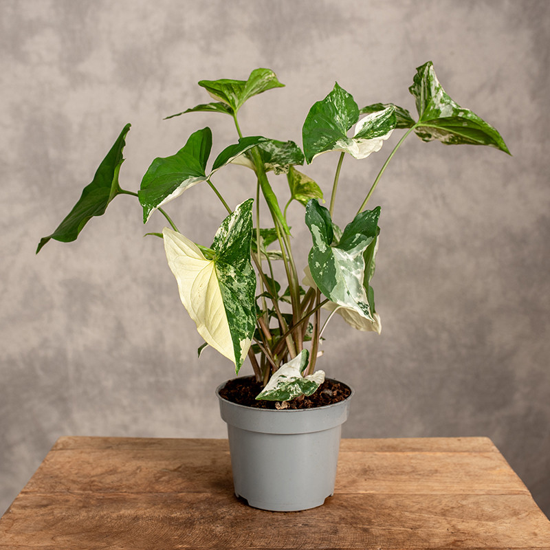 Syngonium 'Emerald Gem'| Mały