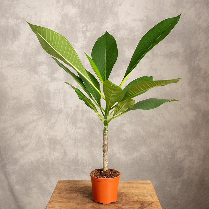 Plumeria | Żółta