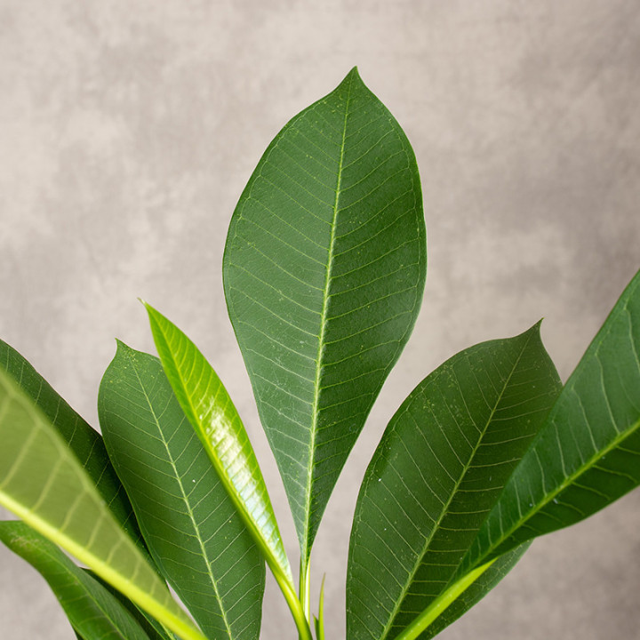 Plumeria | Żółta