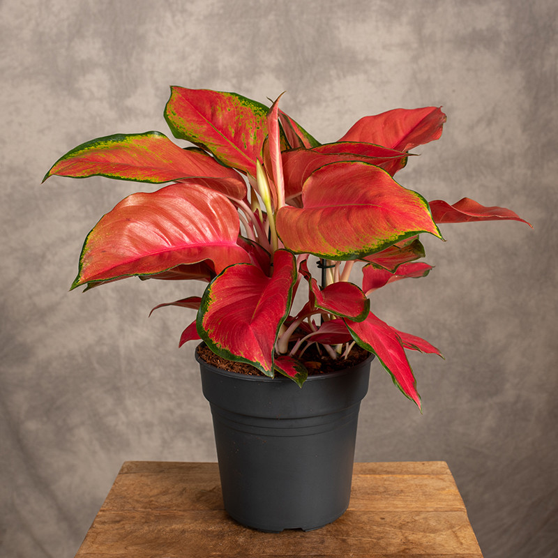 Aglonema 'China Red'