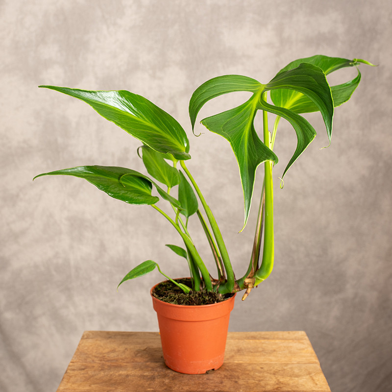 Monstera 'Burle Marx Flame'