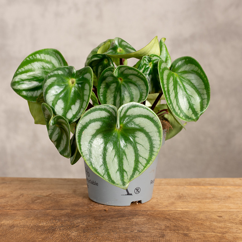 Peperomia 'Watermelon' | Mała