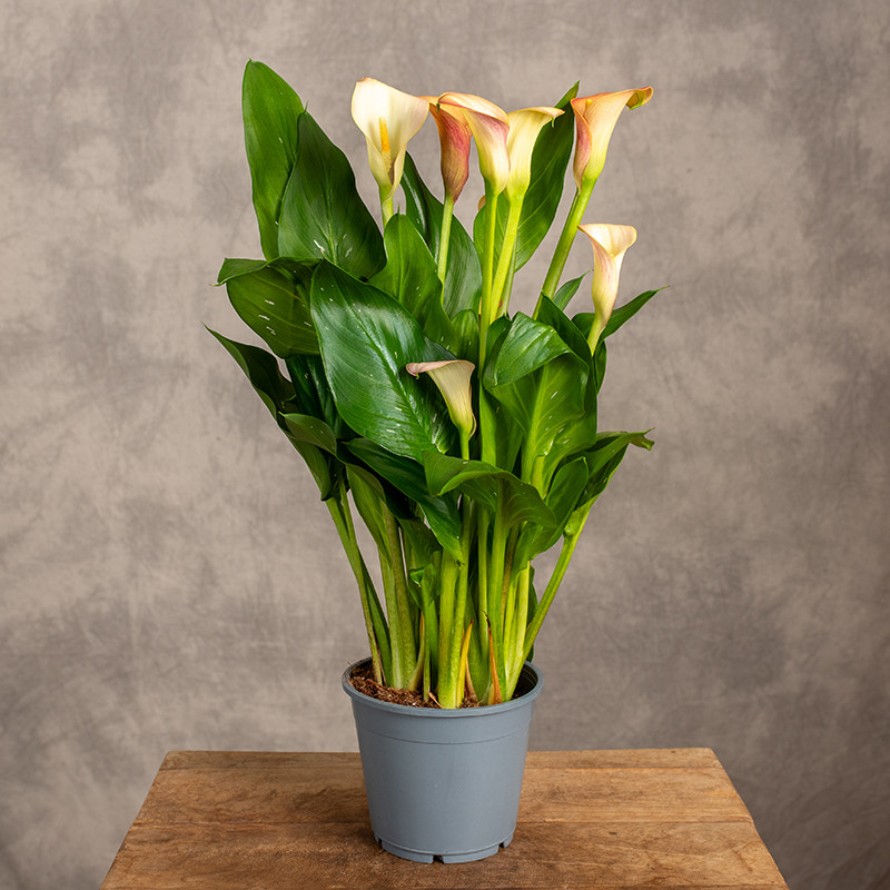 Zantedeschia 'Flame'