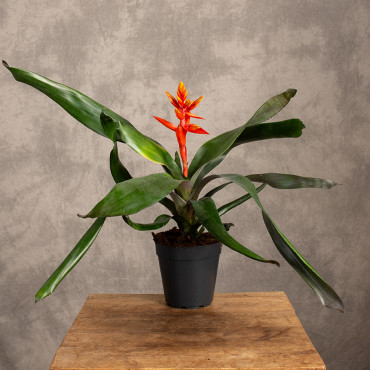 Echmea 'Elegant Flames'
