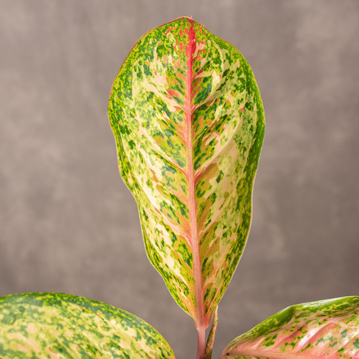 Aglonema 'Painted Celebration' | Tomaszewski