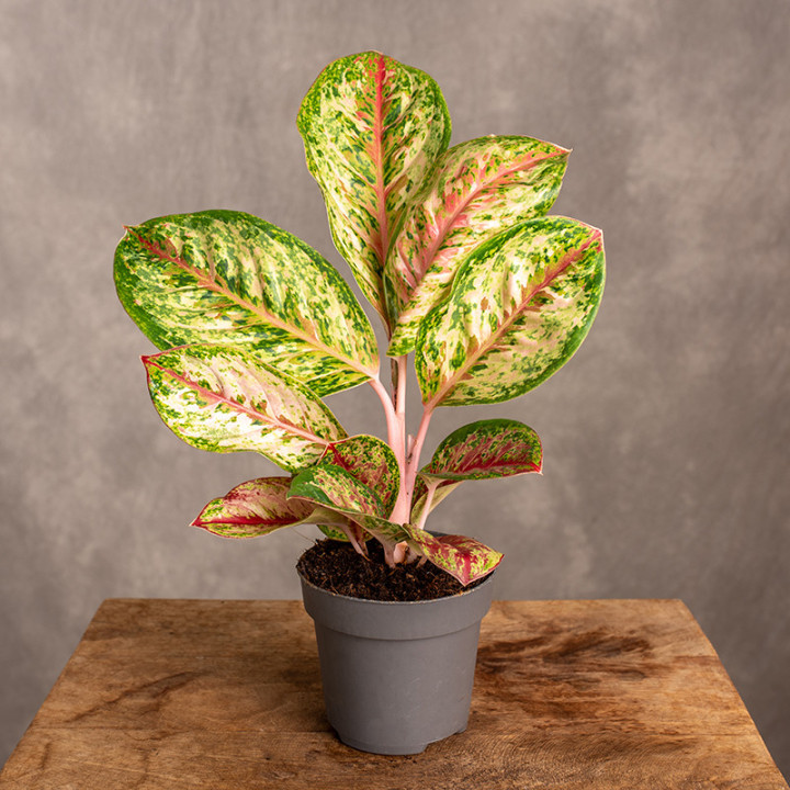 Aglonema 'Painted Celebration' | Tomaszewski
