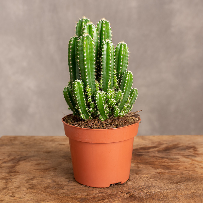 Cereus peruwiański...