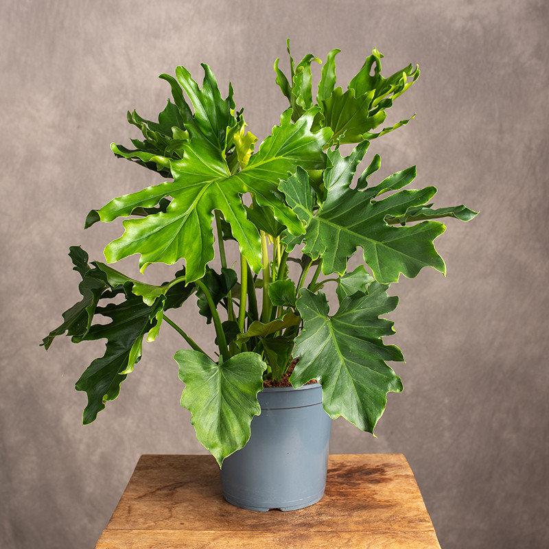 Filodendron selloum | Duży