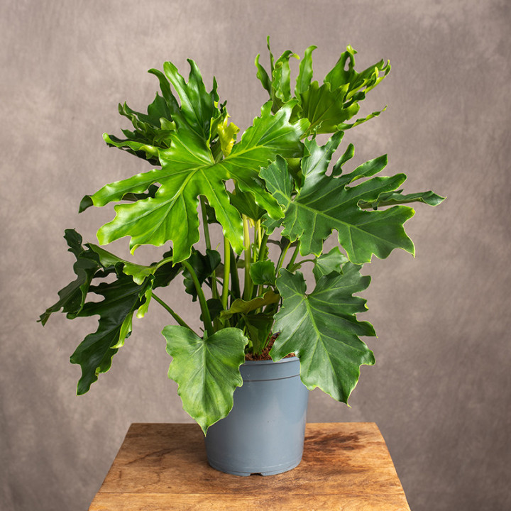 Filodendron selloum | Tomaszewski